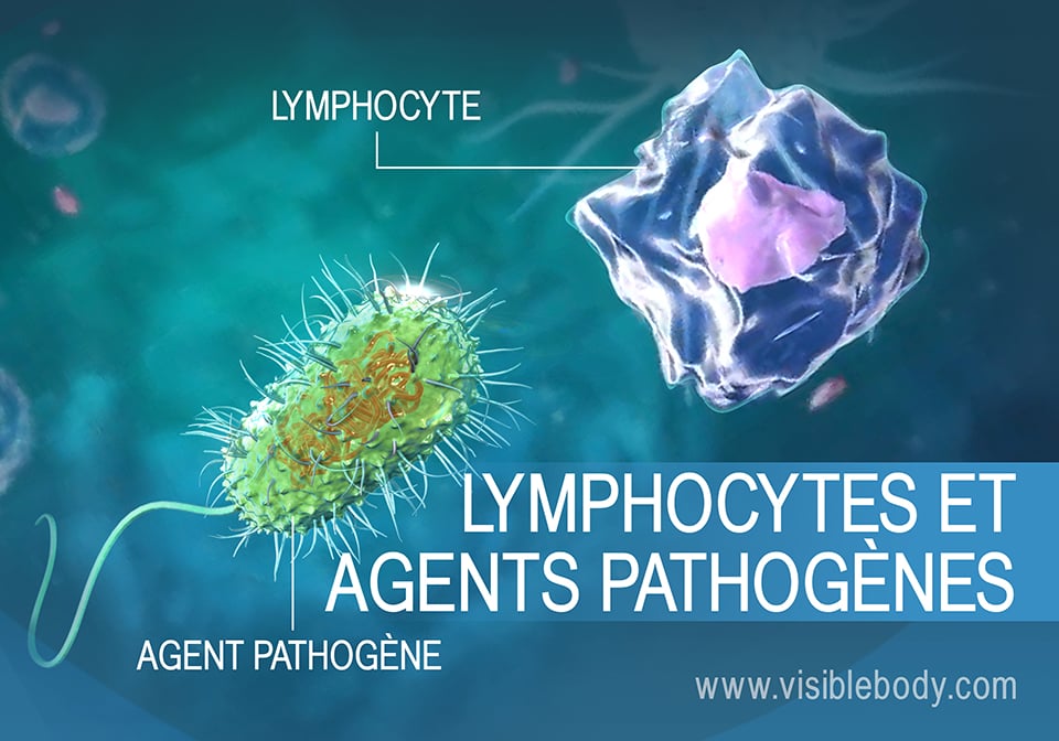 Les lymphocytes luttent contre les pathogènes présents dans le corps humain